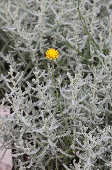 Zypressenheiligenkraut