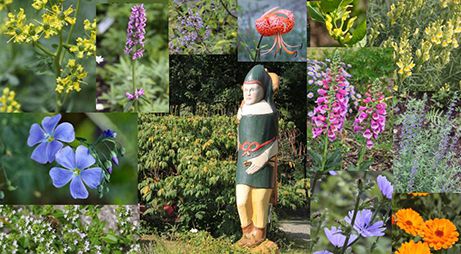 Heilkräutergarten am Hallertor