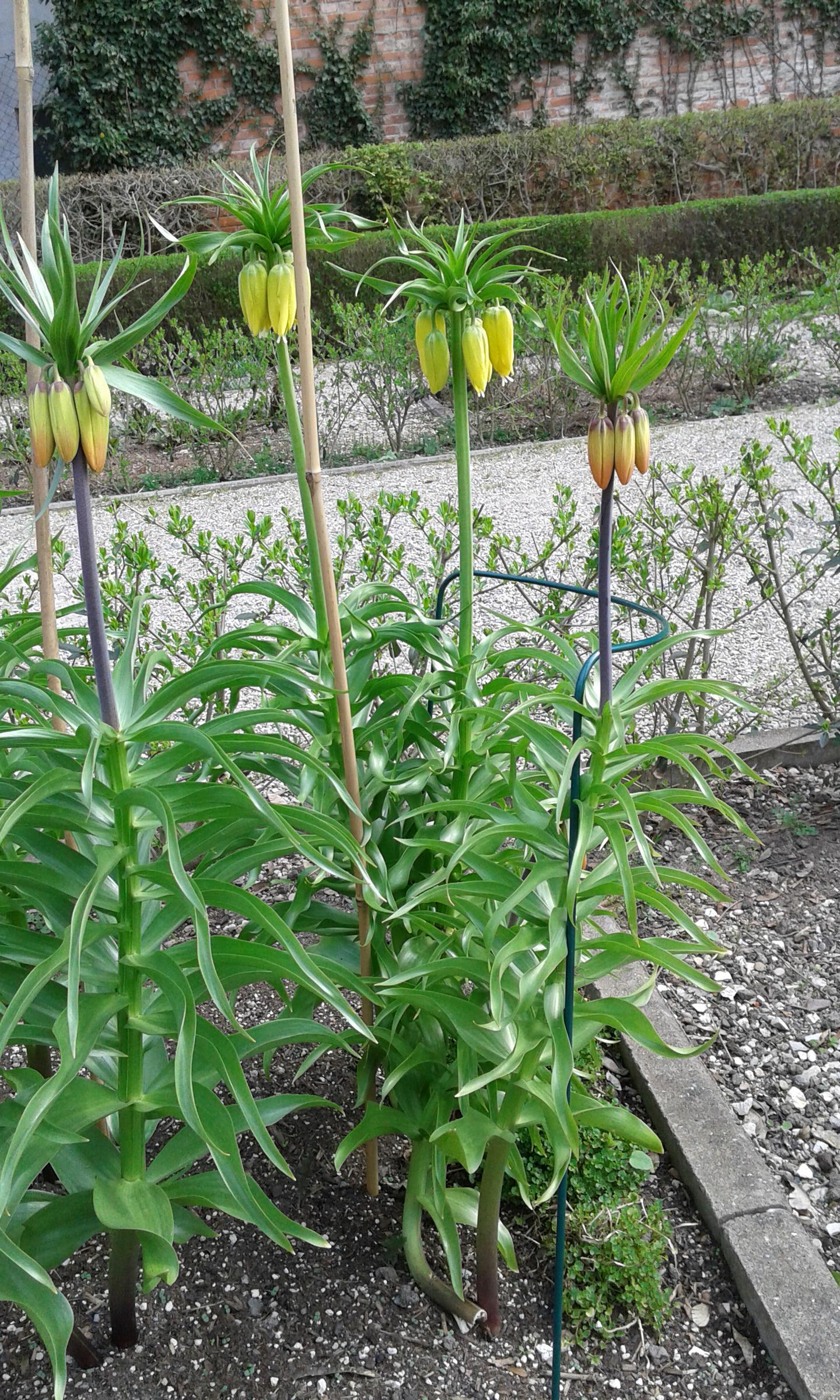 Kaiserkrone (Fritillaria imperialis) Kaiserkrone (Fritillaria imperialis)
