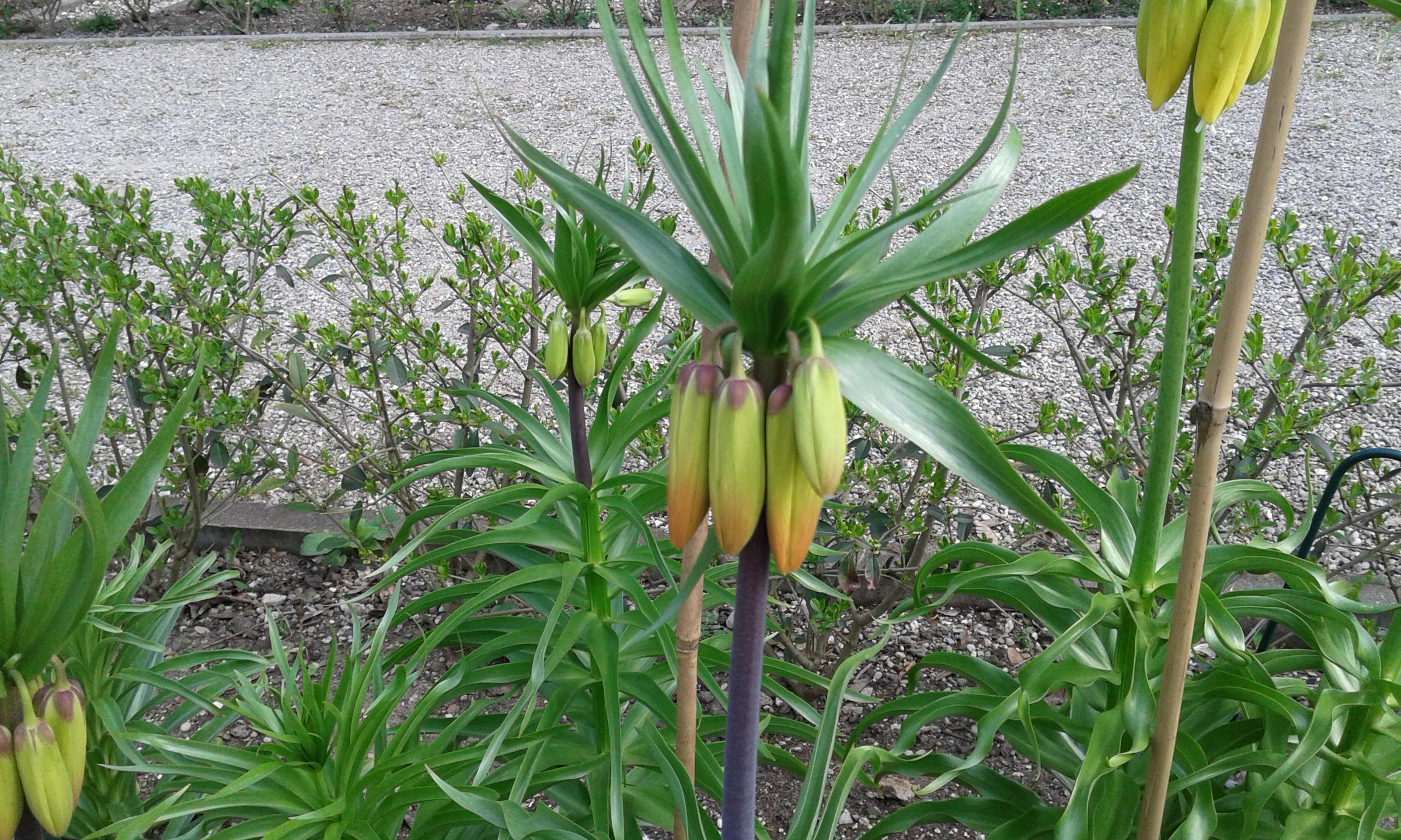 Kaiserkrone (Fritillaria imperialis) Kaiserkrone (Fritillaria imperialis)