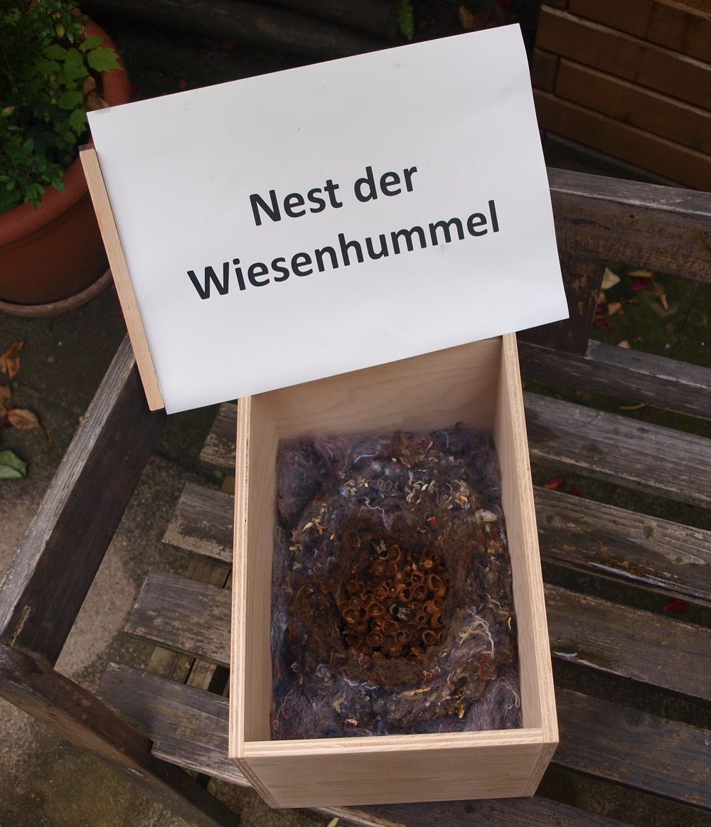 Hummelkasten mit Hummelnest