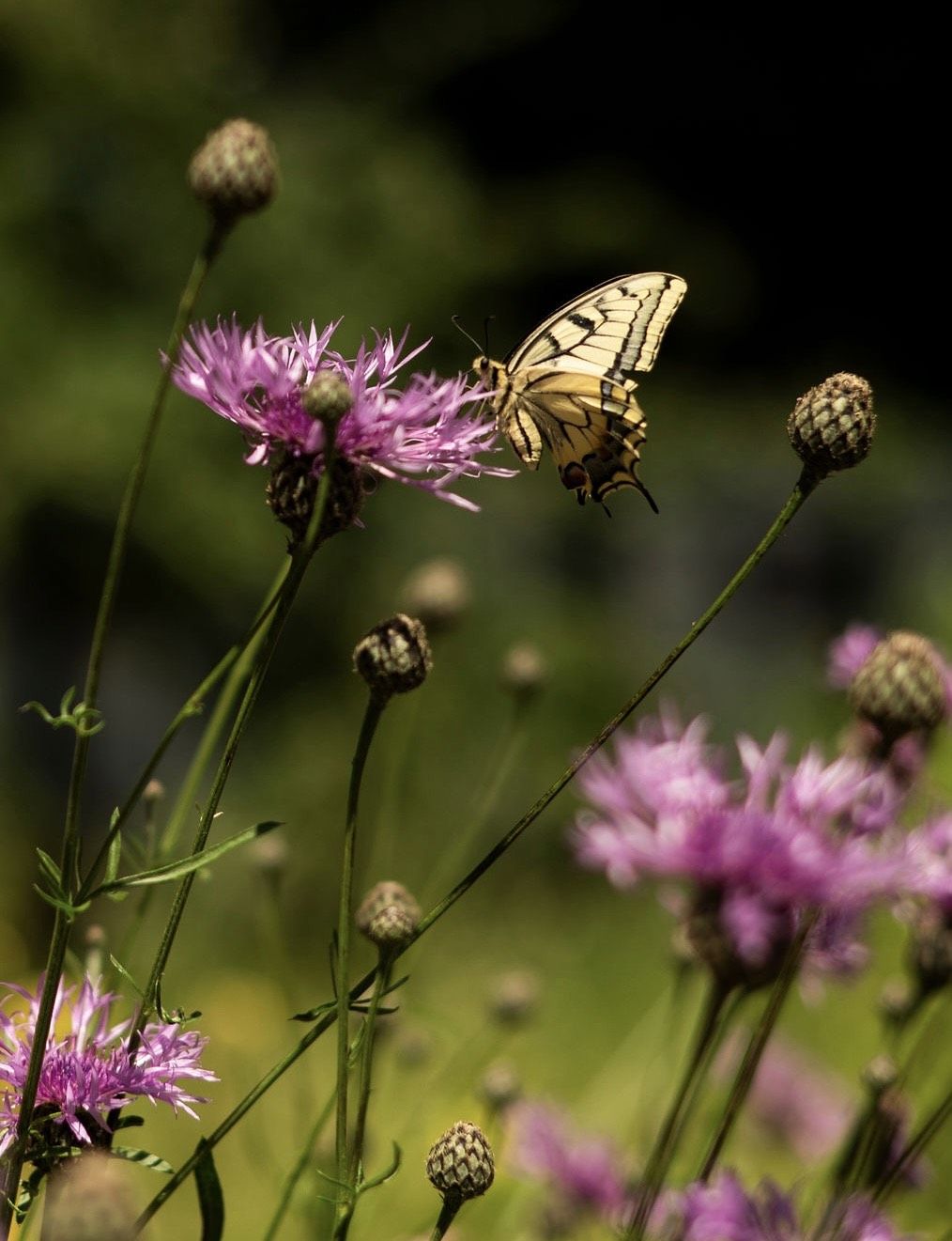 Schwalbenschwanz auf Skabiosen-Flockenblume 