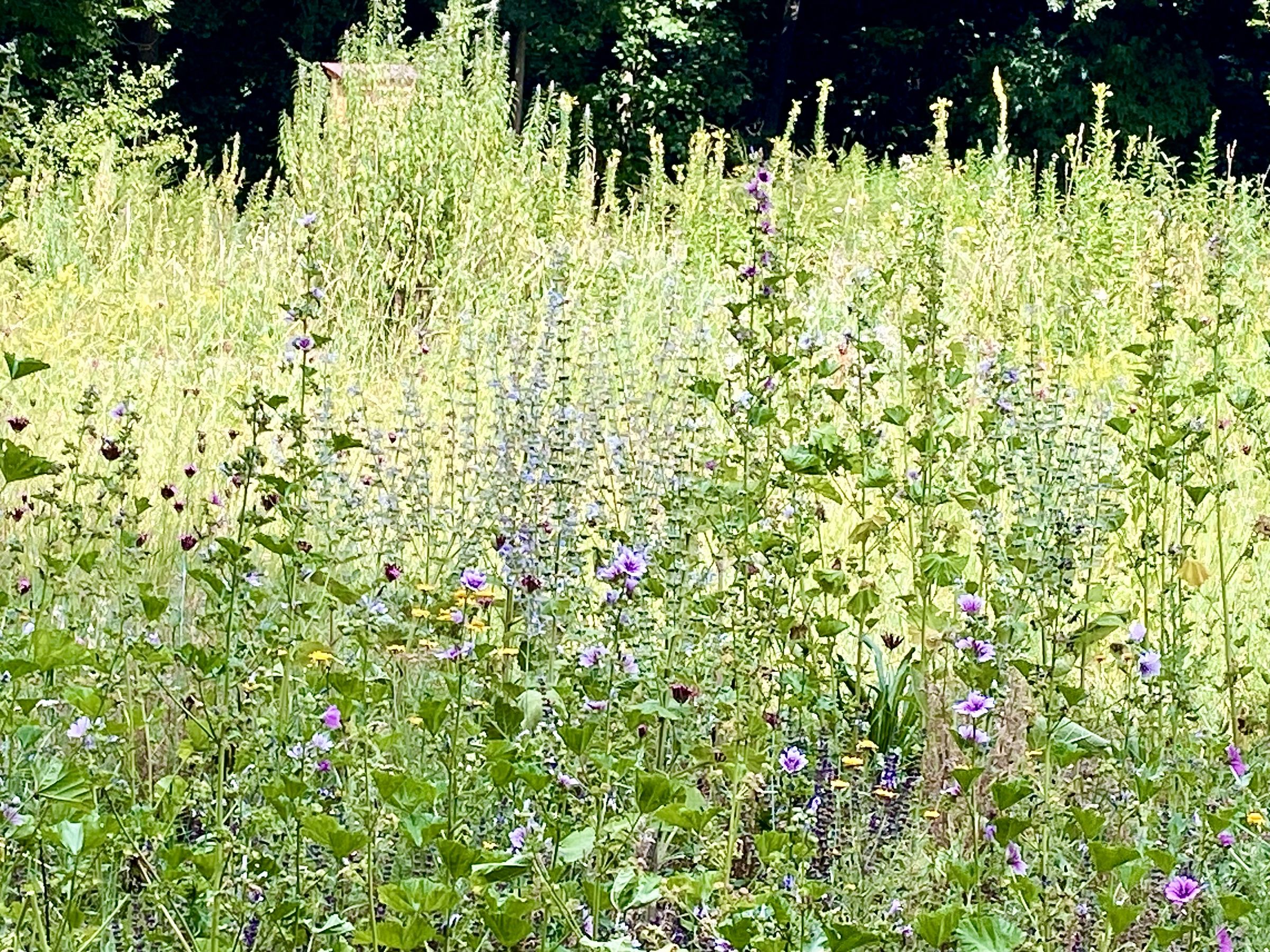 Blick ins InsektenReich