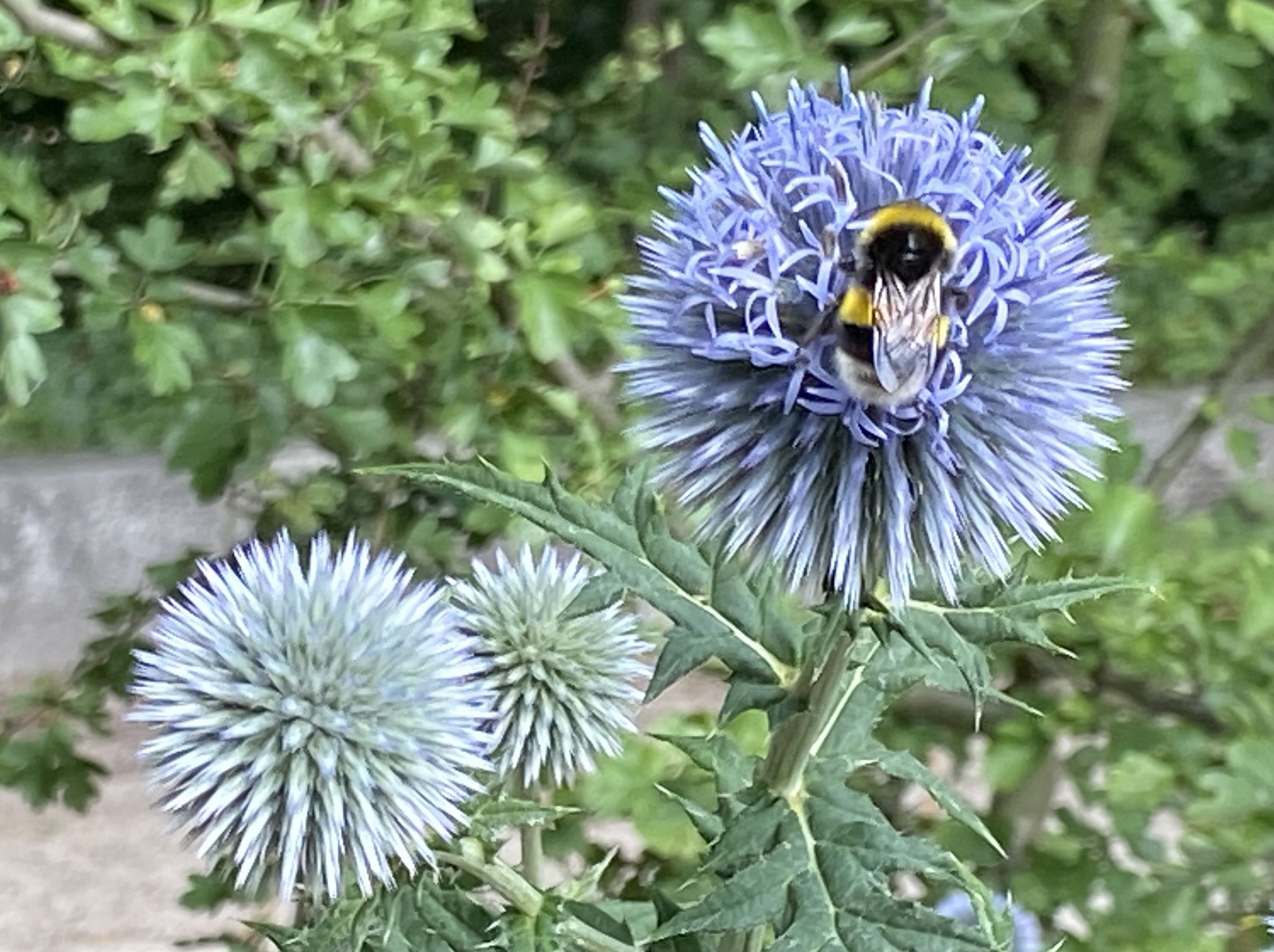 Hummel auf Kugeldistel