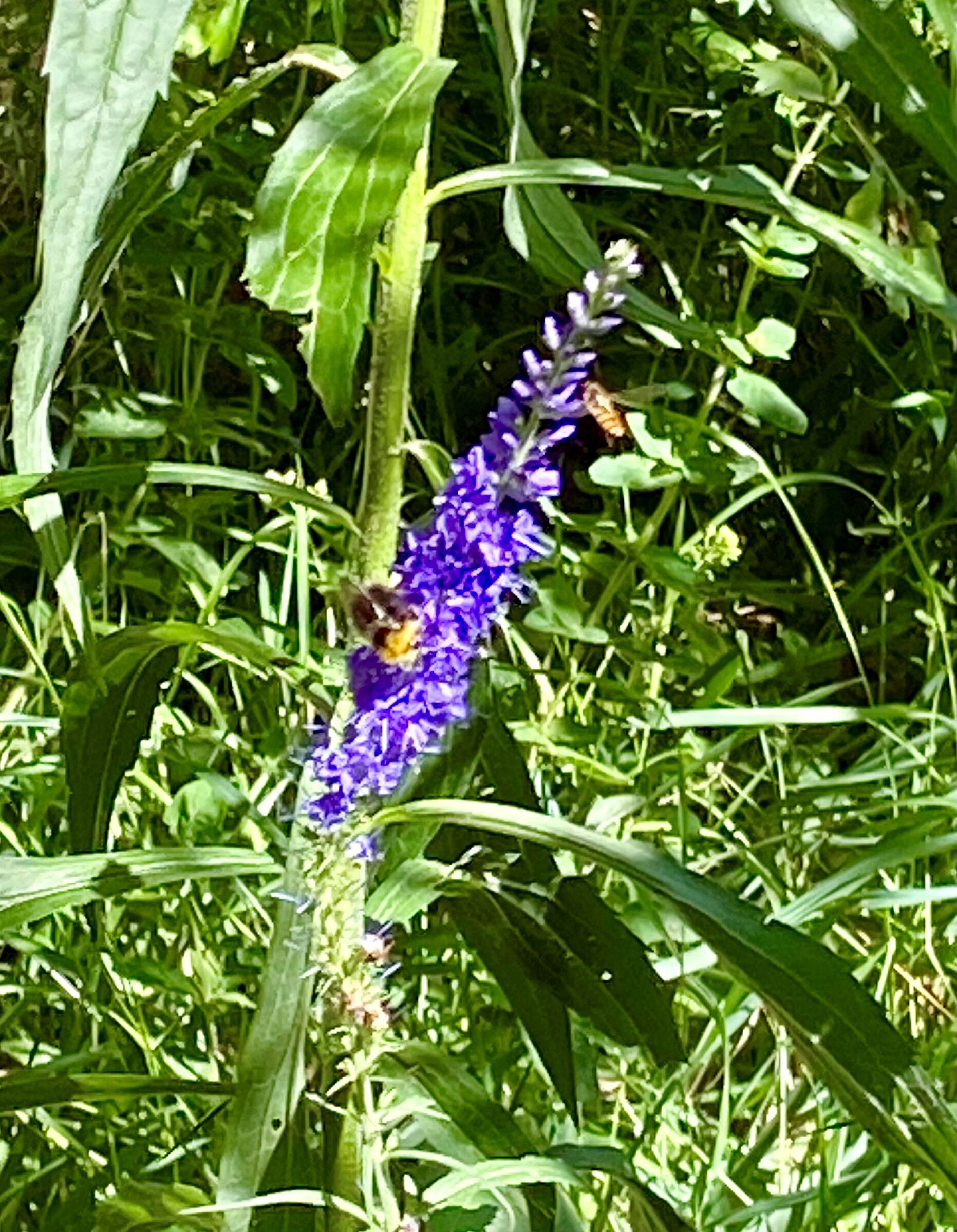 Hummel auf Ehrenpreisblüte