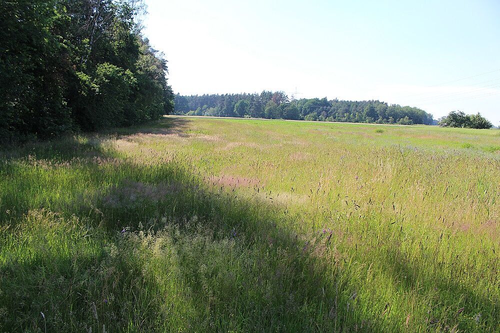 Blick über das Biotop