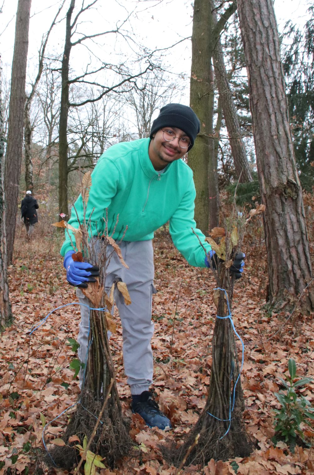 Vorbereitung der jungen Bäume