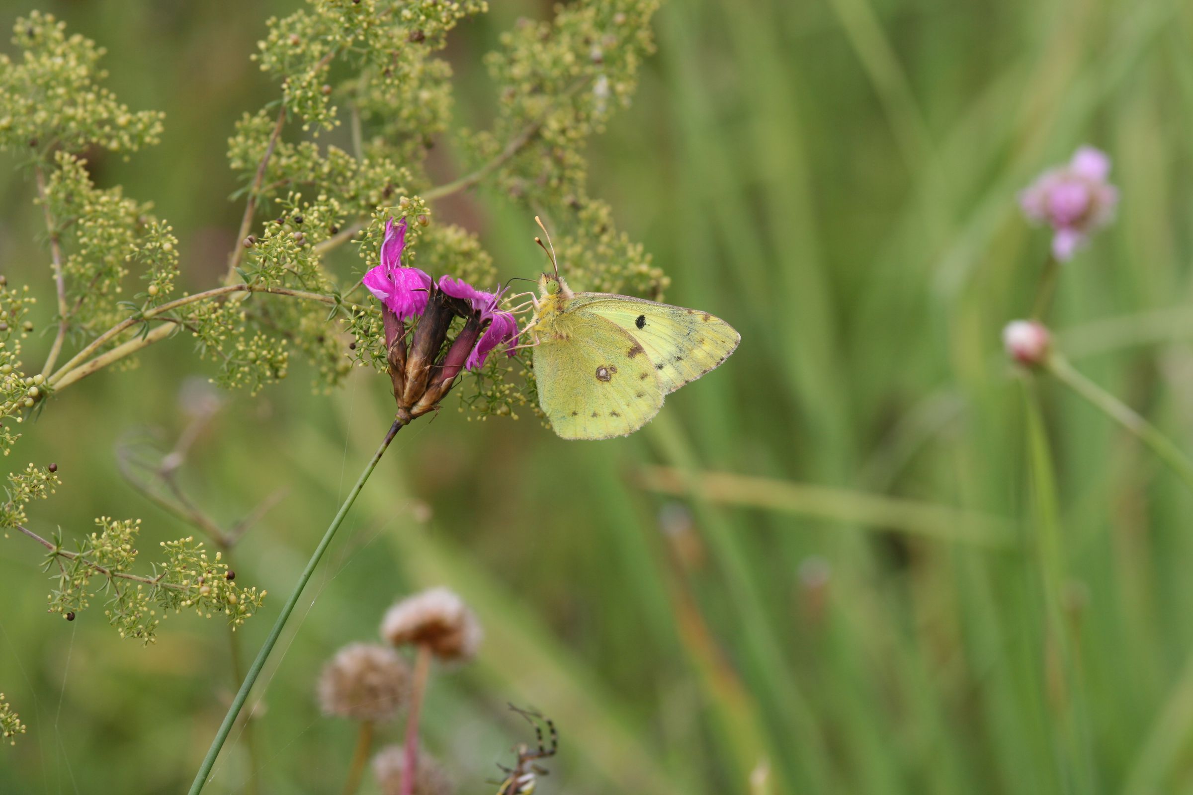 Goldene Acht (Colias hyale)