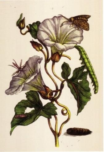 Kupferstich mit Winde