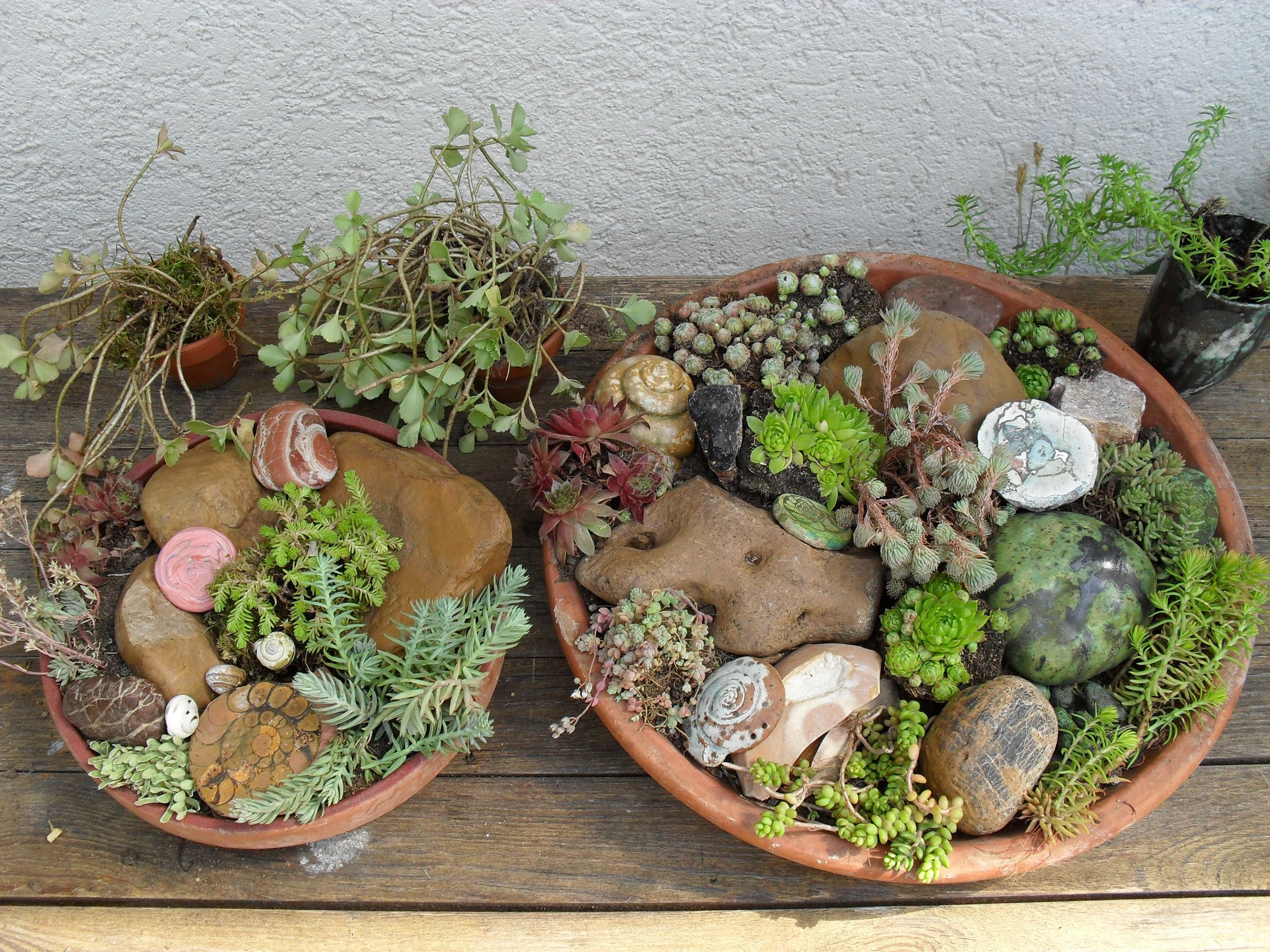 Faulenzerbeet mit Hauswurz und Mauerpfeffer