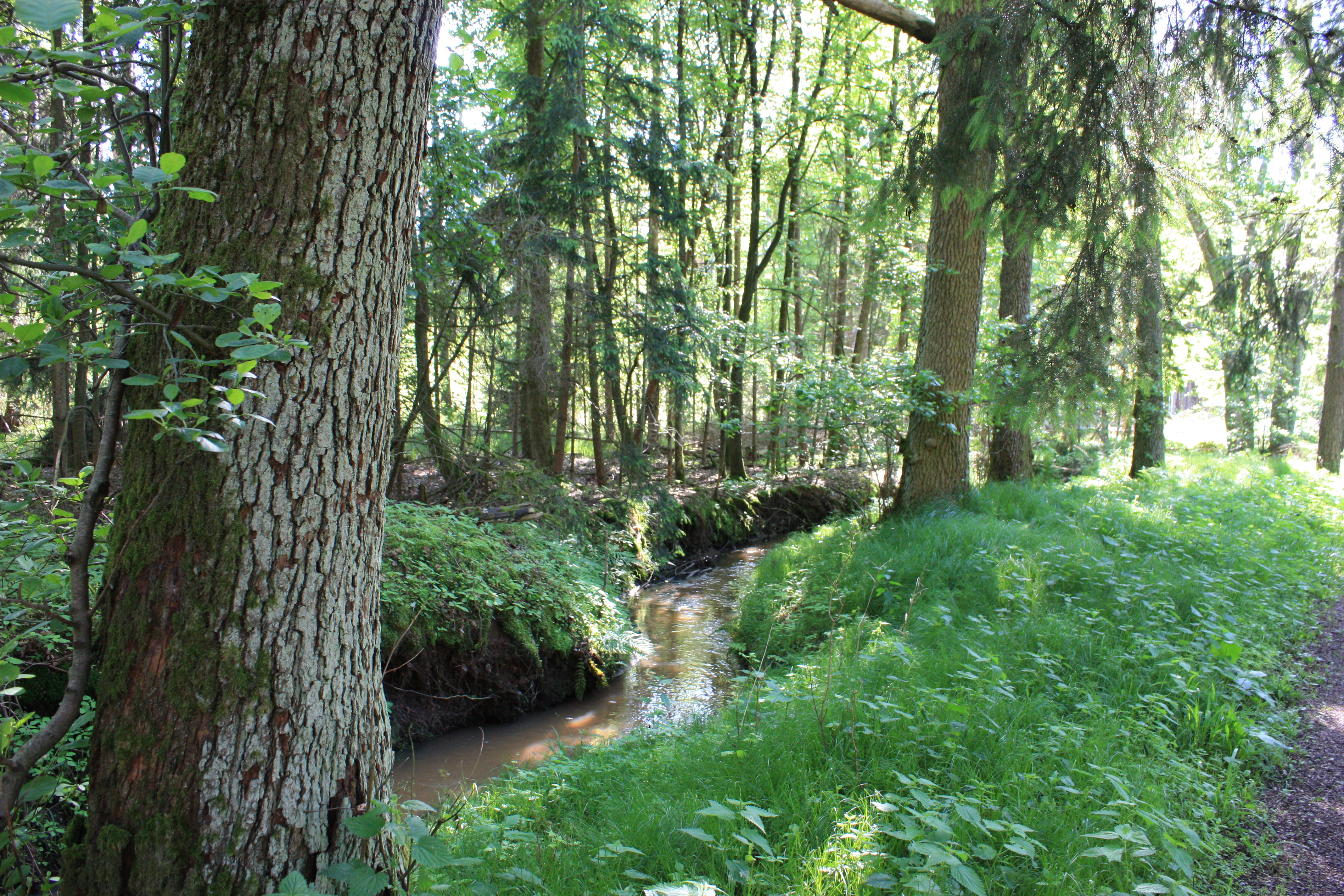 Kothbrunngraben bei Buchenbühl