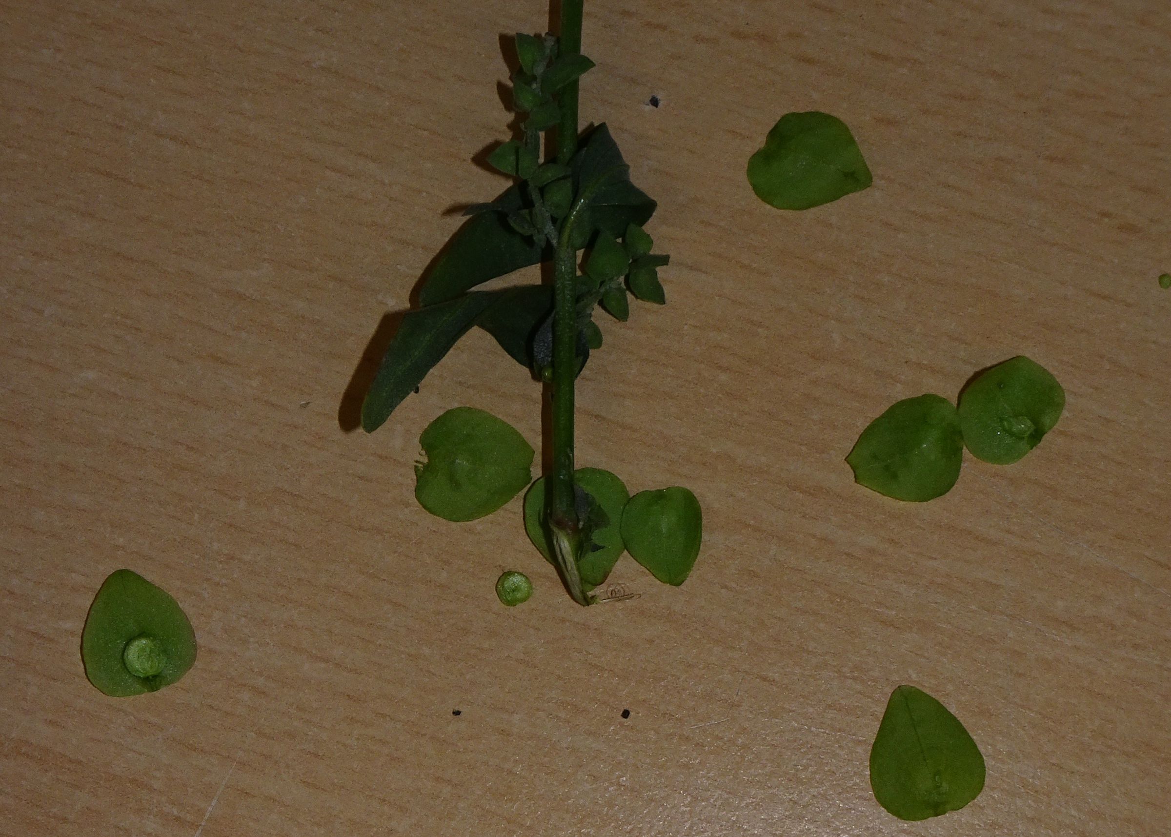 ... und nach ihrer Bestimmung.