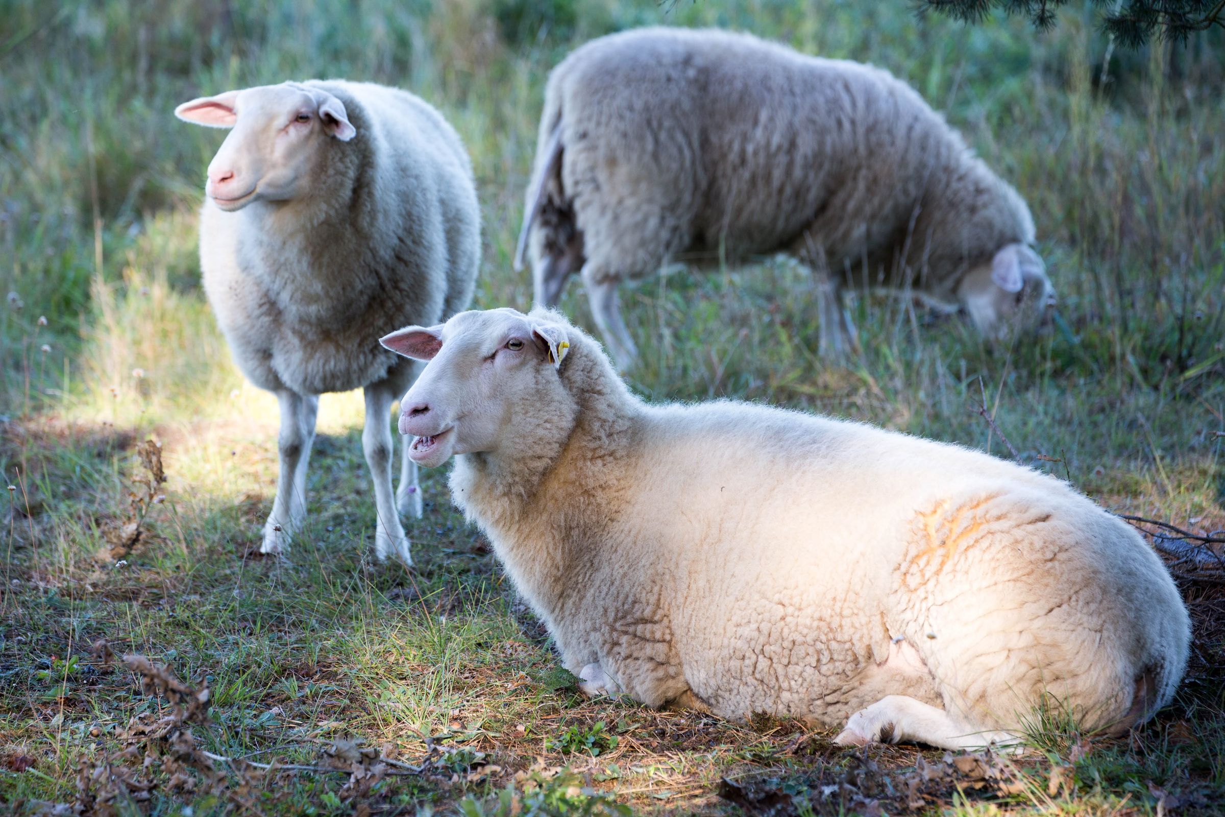 tierische Biotoppfleger/Foto: Dr. Uwe Grassmé tierische Biotoppfleger