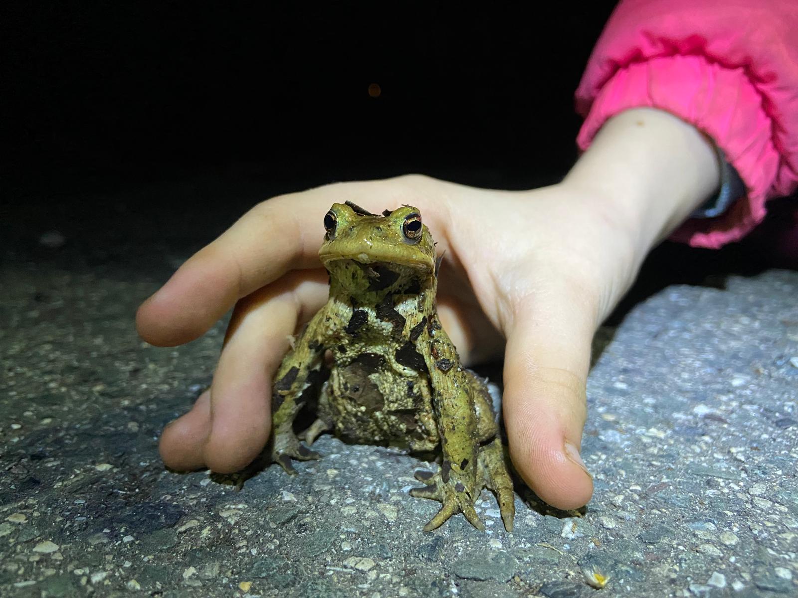 Kröte und Hand (Foto: Carolin Stettner) Kröte und Hand