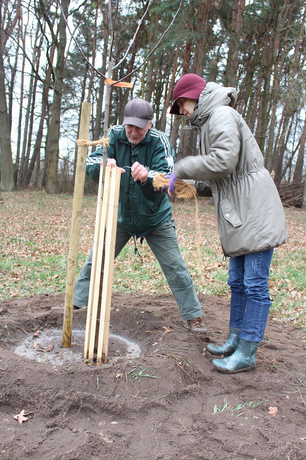 Obstbaumpflanzung in Reutles