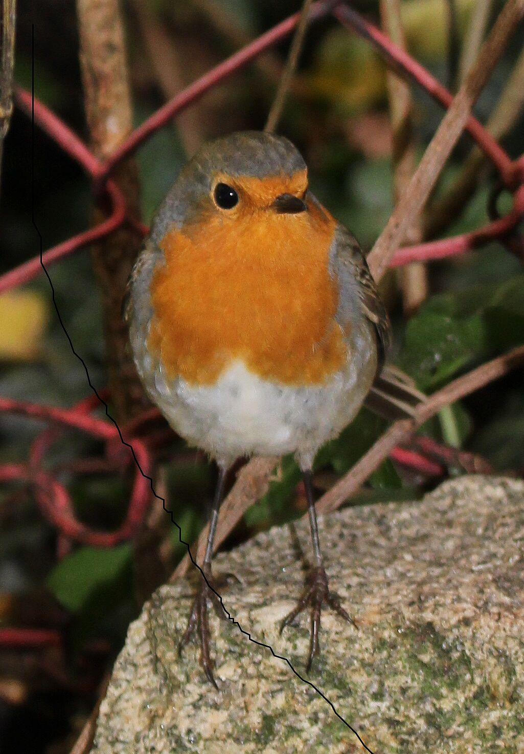 Rotkehlchen (Foto: Wolfgang Dötsch) Rotkehlchen