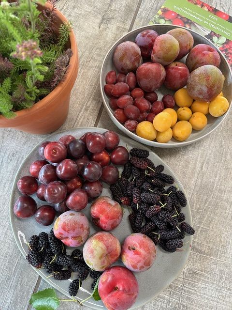 Obstteller (Foto: Gerd Meyer) Obstteller